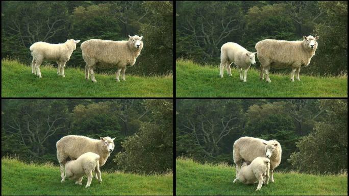 （HD1080i）小羊护士，喝羊妈妈的奶（吮吸）
