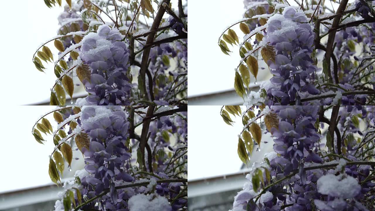 特写: 在春季极端寒冷的天气中，雪破坏了令人惊叹的丁香灌木