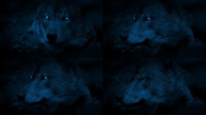 黑暗中明亮的眼睛的狼侧视图