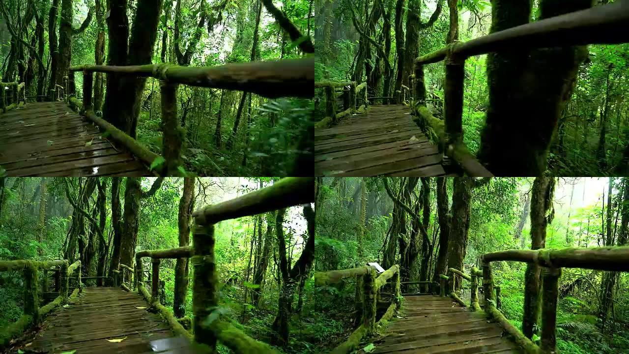 4K: 天然雨林中的木桥。