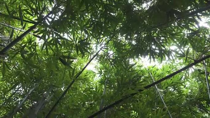 特写: 热带岛屿上郁郁葱葱的竹林