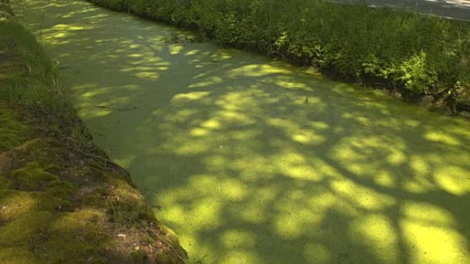 特写: 穿过水渠表面的厚厚的绿藻层