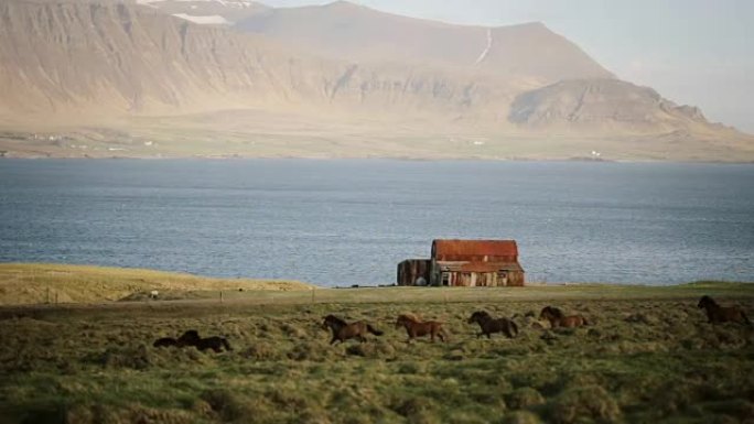 北大自然的美丽景色。一群野生的冰岛马在老房子附近的田野上疾驰而过
