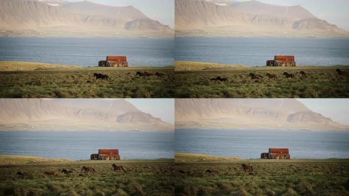 北大自然的美丽景色。一群野生的冰岛马在老房子附近的田野上疾驰而过