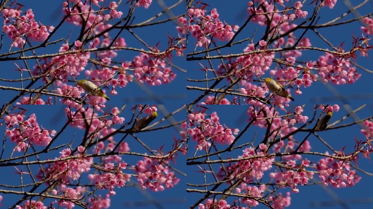 樱花和蓝天的鸟，自然镜头背景