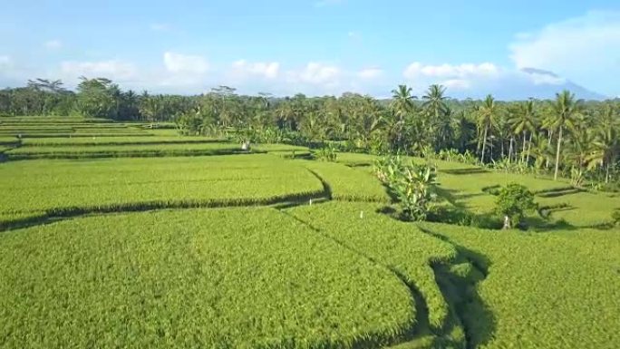 空中，特写: 巴厘岛乌布阳光明媚的Tegalalang丛林中风景秀丽的稻田