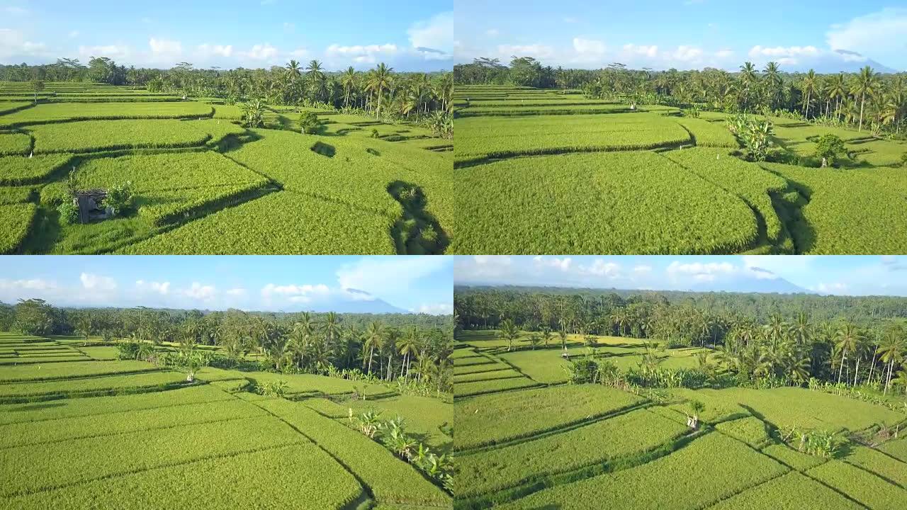 空中，特写: 巴厘岛乌布阳光明媚的Tegalalang丛林中风景秀丽的稻田