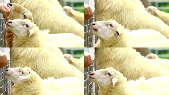 农场里的羊农场里的羊山羊绵羊