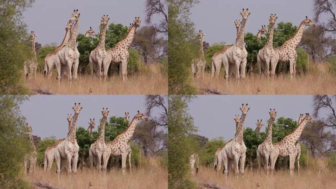 一个小的长颈鹿群的特写站在非洲的丛林草原，博茨瓦纳