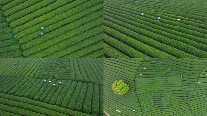 茶山采茶