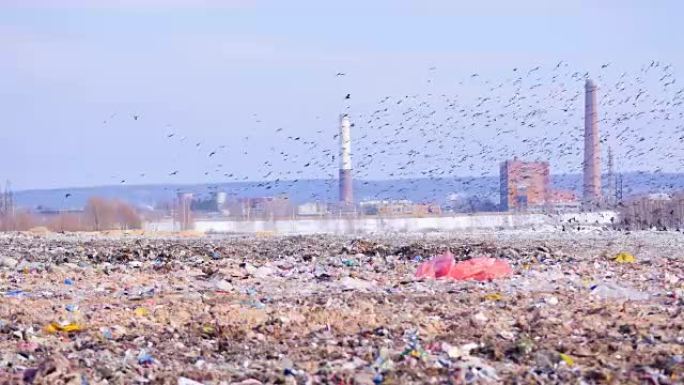 鸟儿坐在垃圾填埋场的垃圾上。4k。