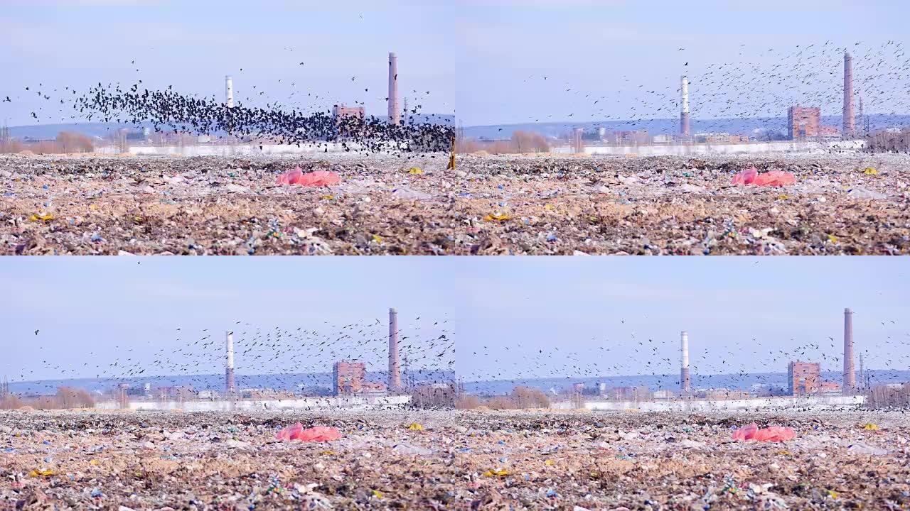 鸟儿坐在垃圾填埋场的垃圾上。4k。