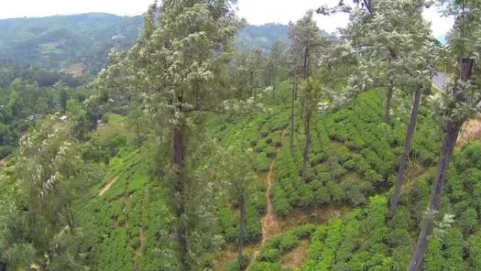 天线: 绿茶种植