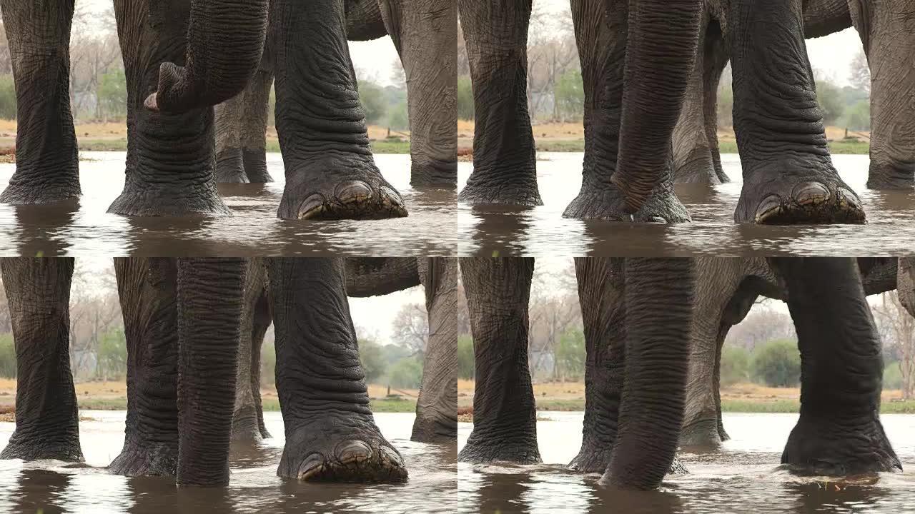 在奥卡万戈三角洲的一条河中喝酒时，大象的脚和树干的低角度视图