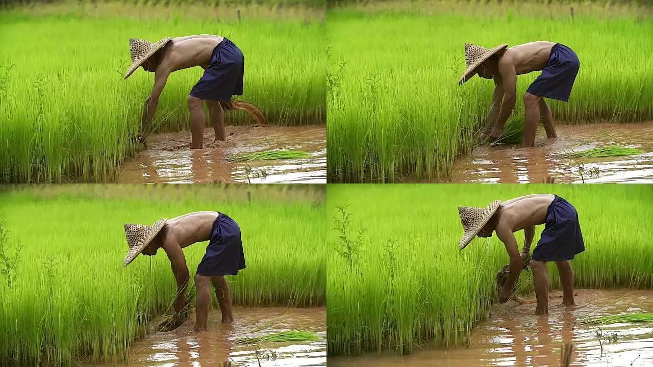 农民在雨季种植水稻。他被水和泥浸泡，准备种植。