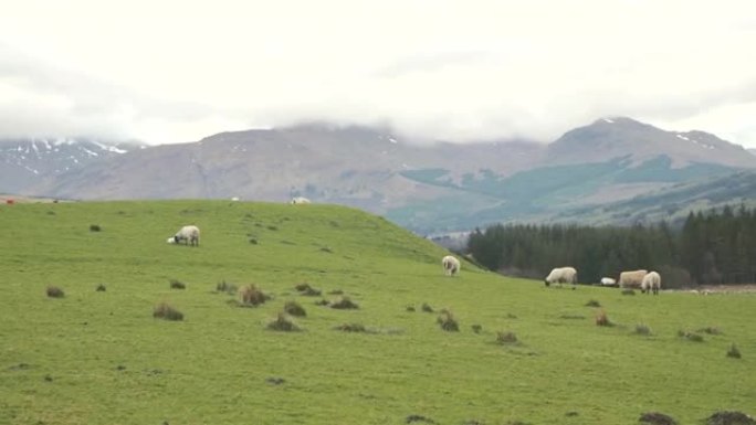 绵羊在山上草地上放牧。苏格兰。