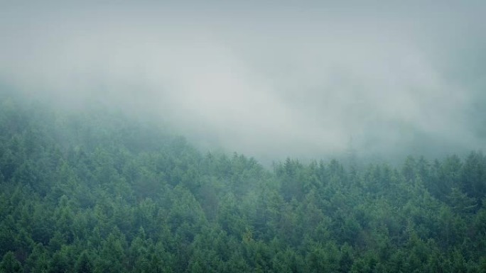 戏剧性的迷雾森林景观