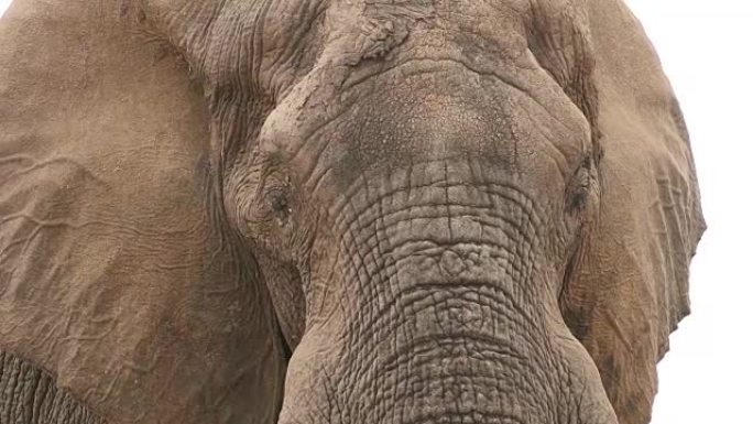 耳朵伸向镜头的公牛大象