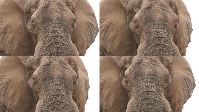 耳朵伸向镜头的公牛大象