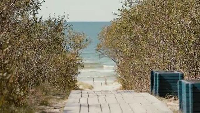 沿着通往海岸的道路生长的高大灌木的树枝在空中摇摆