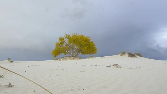 美丽孤独的树在白色的沙漠中