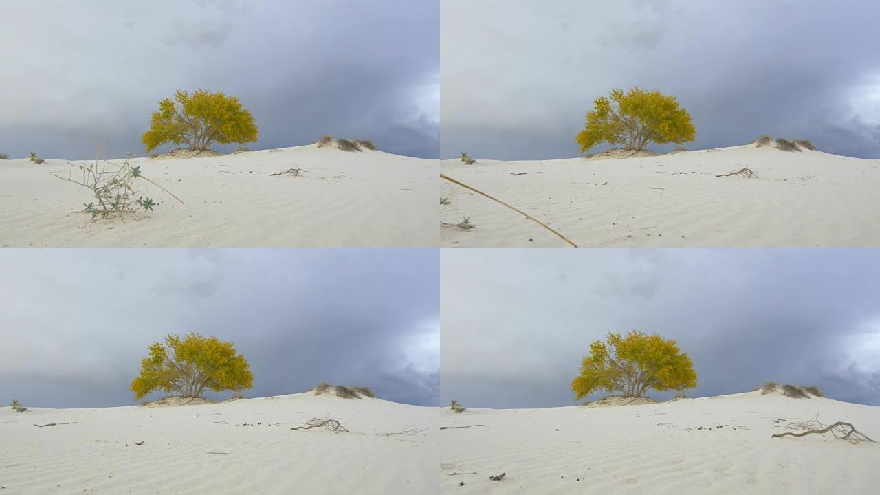 美丽孤独的树在白色的沙漠中