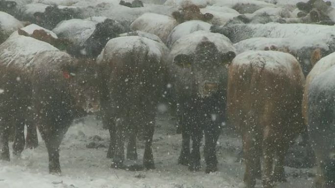 暴风雪中的奶牛