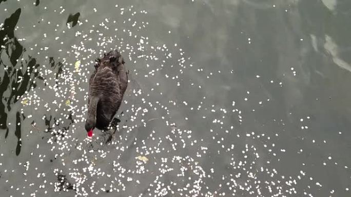 黑天鹅在池塘里吃樱花叶