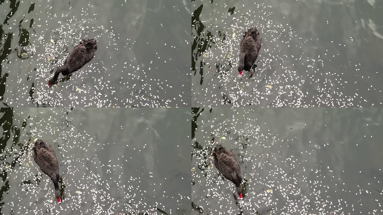 黑天鹅在池塘里吃樱花叶