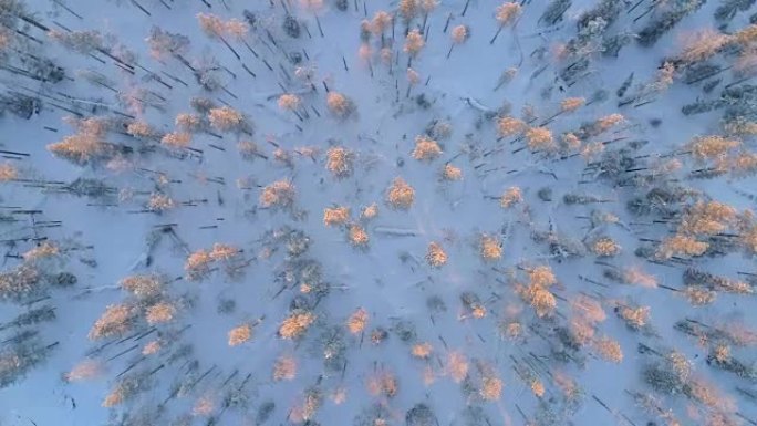 空中自上而下的旋转: 云杉森林在冬季日落时被新鲜的雪覆盖