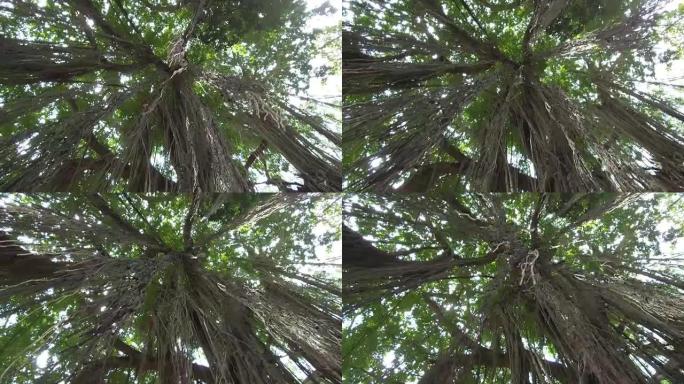 近距离照射在丛林中一棵古老榕树的树冠上的阳光