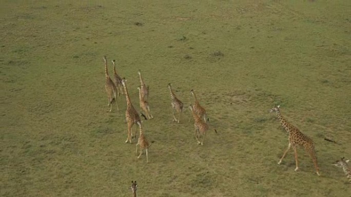 空中: 肯尼亚马赛马拉的长颈鹿