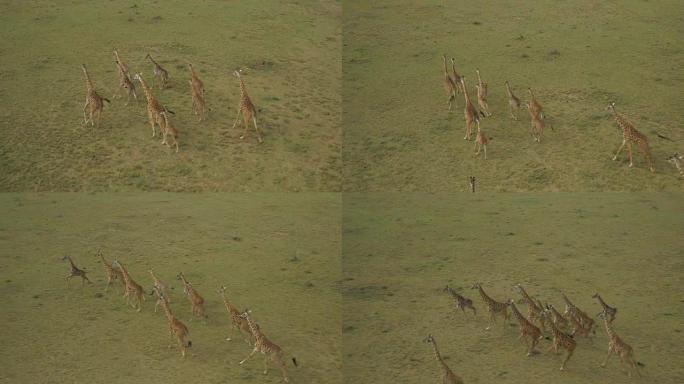 空中: 肯尼亚马赛马拉的长颈鹿