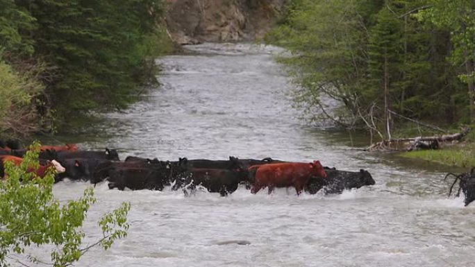 牛群渡河