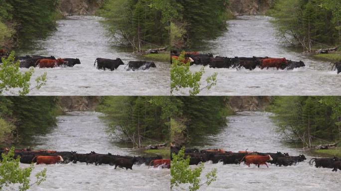 牛群渡河