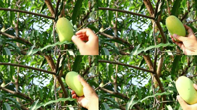 采摘芒果