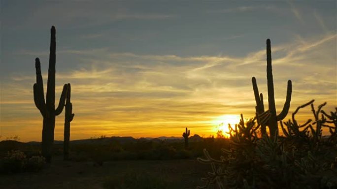 金色的傍晚阳光照耀着沙漠荒野中的野生仙人掌
