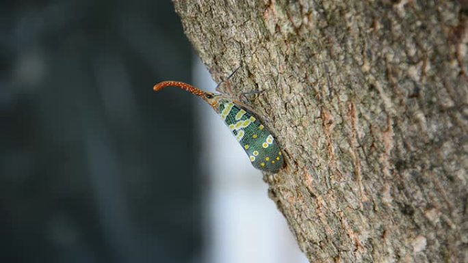 林奈烛台富尔哥拉长角甲虫