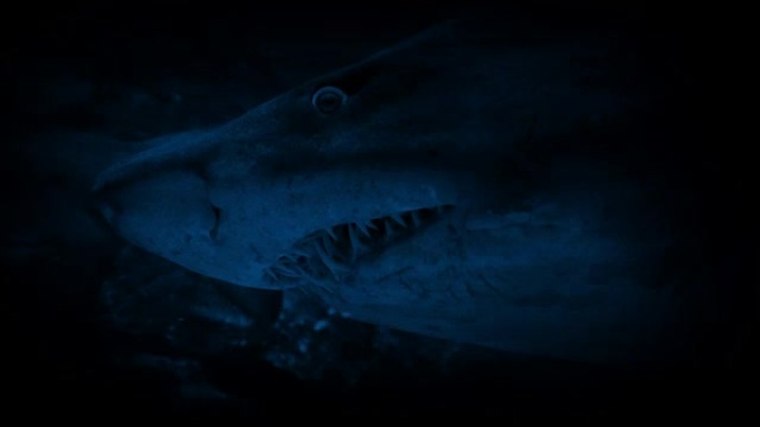 巨大的鲨鱼在晚上游过