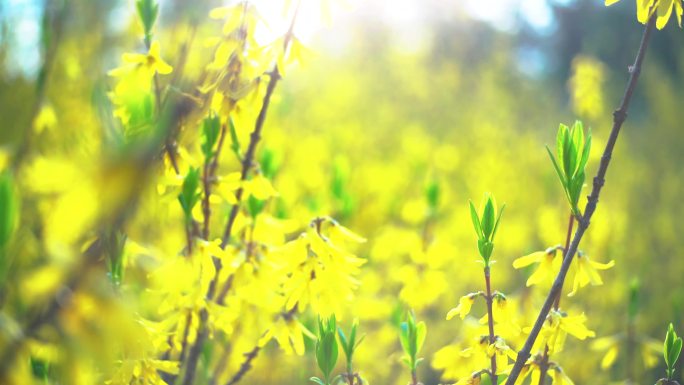 迎春花 春分 春天 春的味道 绿芽 黄花
