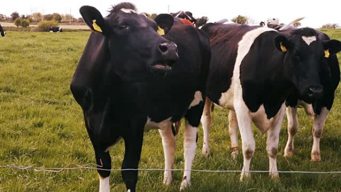田野里的牛群奶牛养殖视频素材