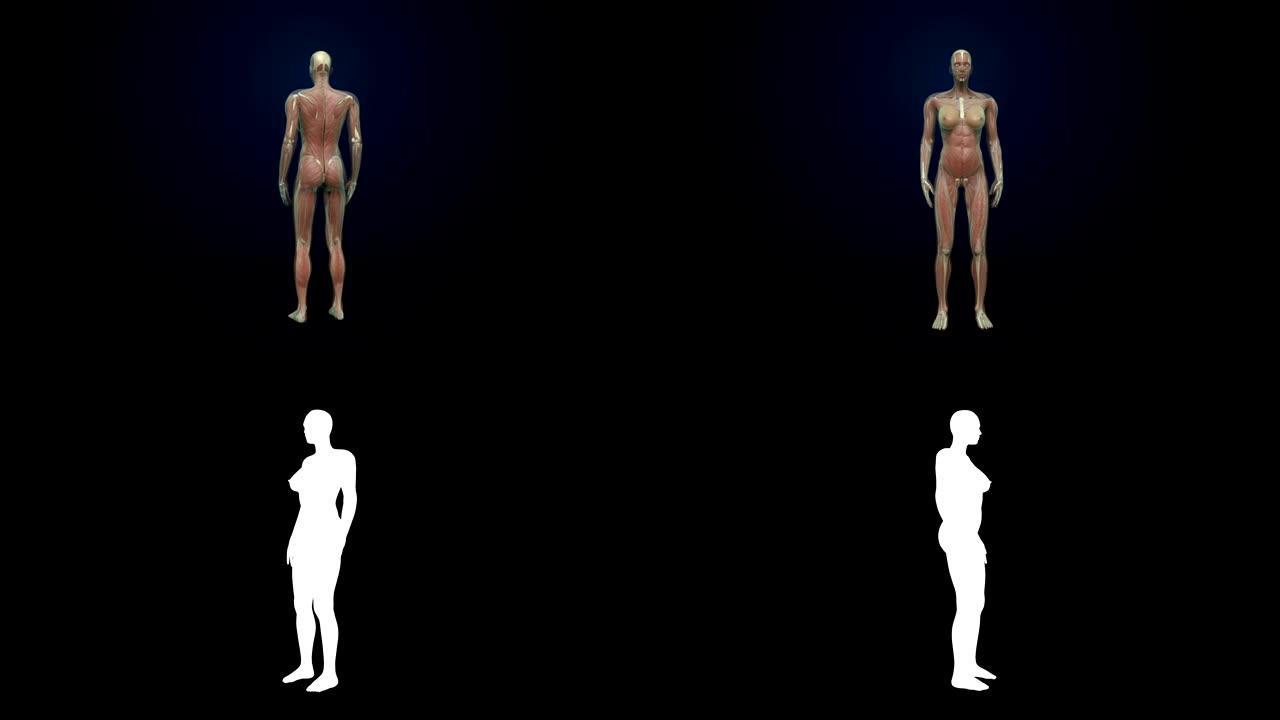 旋转女性人体肌肉，血液系统，蓝色x射线光。
