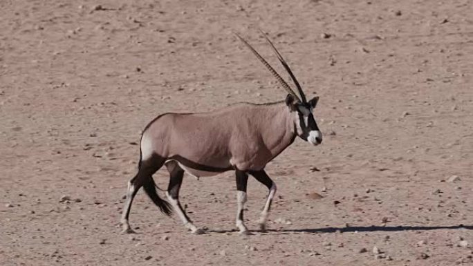 4k Gemsbok/Oryx穿越纳米布沙漠的干旱平原