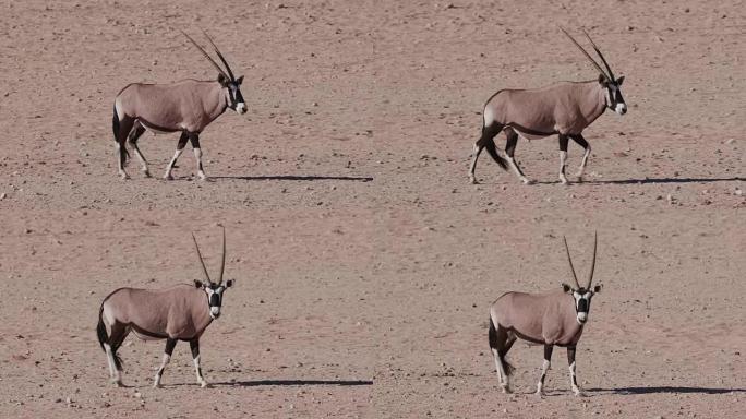 4k Gemsbok/Oryx穿越纳米布沙漠的干旱平原