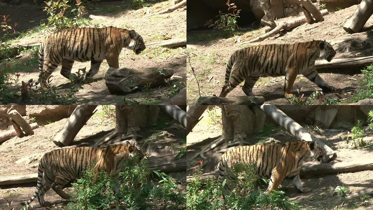 虎实拍素材特写镜头动物园