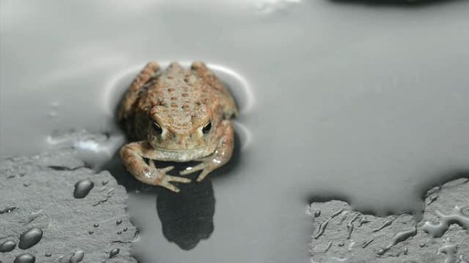 蛙癞蛤蟆蟾蜍觅食自然生态