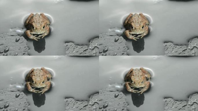 蛙癞蛤蟆蟾蜍觅食自然生态