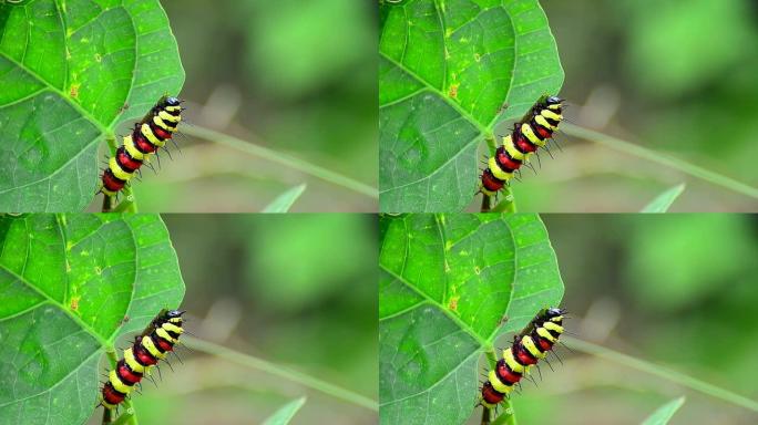 吃毛毛虫的君主