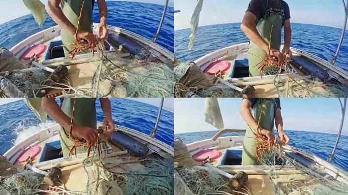 渔夫从渔船上的网中解开龙虾