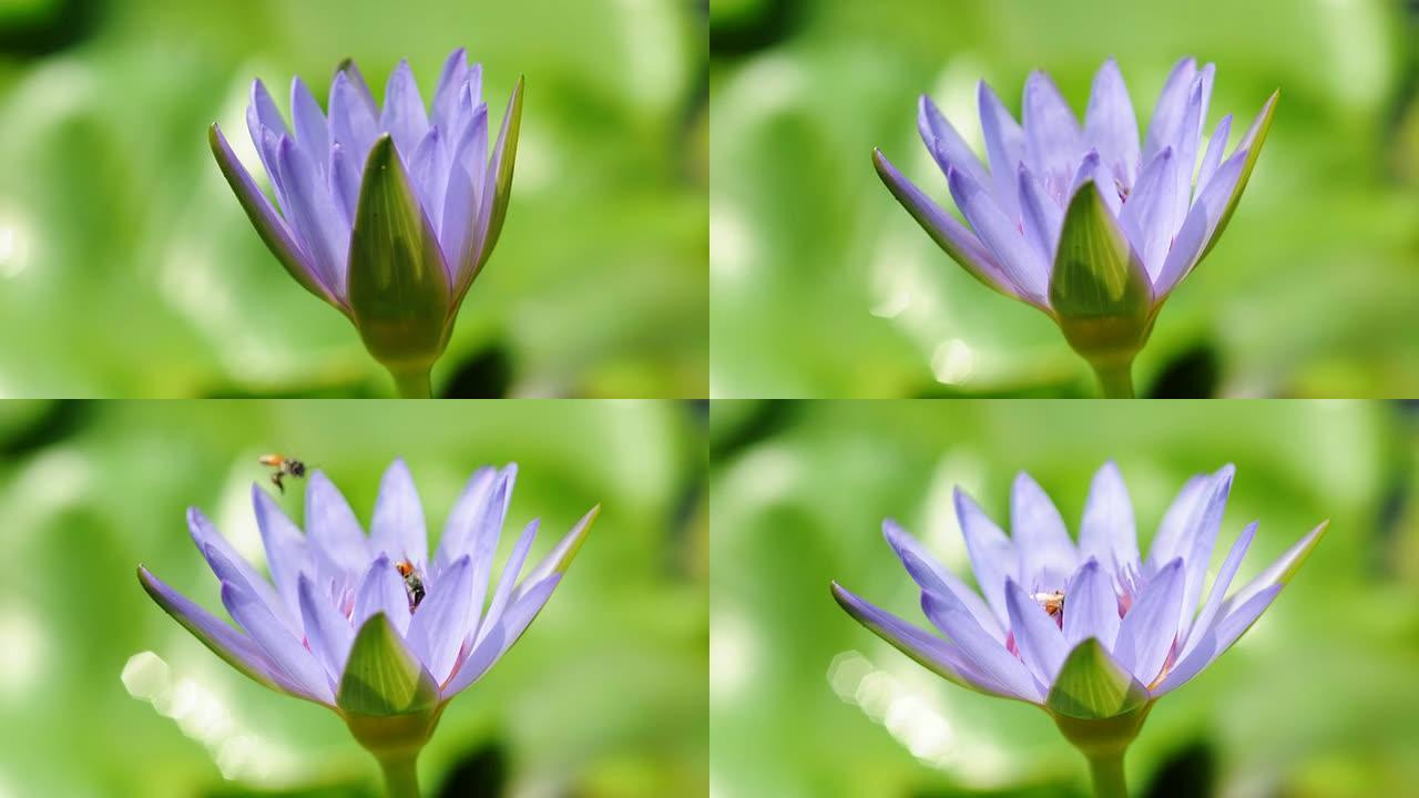 紫色睡莲绽放延时花朵盛开花开花万物生长